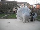 noiembrie 5 2012 016