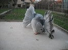 noiembrie 5 2012 020