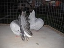 noiembrie 5 2012 021