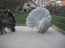 noiembrie 5 2012 022