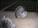 noiembrie 5 2012 023