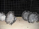 noiembrie 5 2012 042