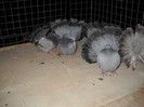 noiembrie 5 2012 045