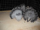 noiembrie 5 2012 046