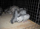 noiembrie 5 2012 047