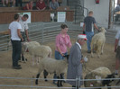 wels-berbeci suffolk-dorper -texel