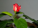 DSCN1056