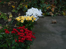DSCN1096