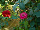 DSCN1101