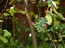 DSCN1117