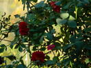 DSCN1131