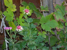 DSCN1160