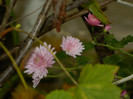 DSCN1165