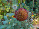 DSCN1175
