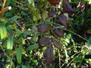 DSCN1178