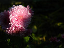 DSCN1179