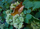 DSCN1203