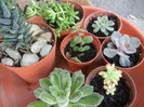 Succulent plants, 04nov2012