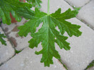 Nora Scented Geranium (2012, Nov.04)