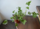 Nora Scented Geranium (2012, Nov.07)