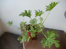 Nora Scented Geranium (2012, Nov.07)