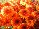 Autumn Colors (2012, November 07)