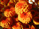 Autumn Colors (2012, November 07)