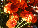 Autumn Colors (2012, November 07)