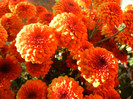 Autumn Colors (2012, November 07)