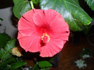 Hibiscus Helene