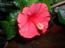 Hibiscus Helene