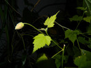DSCN1222