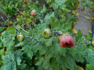 DSCN1243