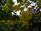 DSCN1296