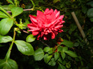 DSCN1300