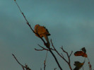 DSCN1330