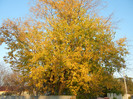 Autumn Colors (2012, November 07)