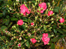 DSCN1338