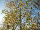 Autumn Colors (2012, November 07)