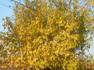 Autumn Colors (2012, November 07)