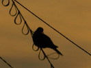 DSCN1360