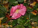 DSCN1375