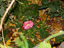 DSCN1377