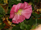 DSCN1378