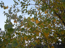 Autumn Colors (2012, November 07)