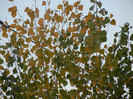 Autumn Colors (2012, November 07)