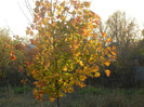 Autumn Colors (2012, November 07)