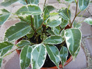 Ficus benjamina Variegata (2012, Nov.04)