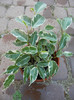 Ficus benjamina Variegata, 04nov12