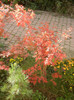 Acer palmatum Bloodgood (2012, Nov.07)